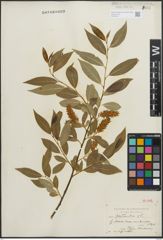 Foto von Salix pentandra L.